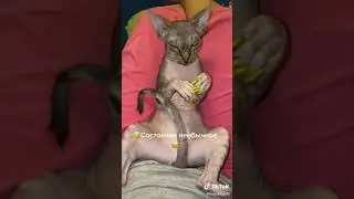 Ржачный лысый кот говорит 😂