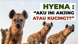 Hyena: Apakah Mereka Anjing? atau Kucing? #temansains