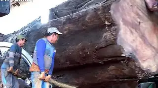Awesome Wood Cutting Machine || Sawing the Biggest, Dangerous Teak Wood
