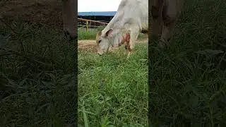 হলেষ্টিয়ান ফ্রিজিয়ান শক্তিতে বুদ্ধিতে তুখোড় পরিচয় দেওয়া বাতুলতা বাবাই