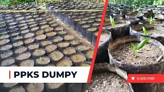 Bibit-bibit unggul PPKS dumpy umur 1 bulan.