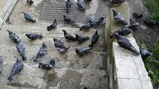 Повелитель голубей
