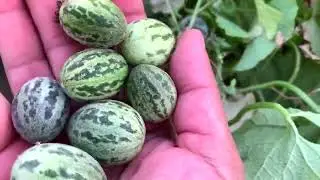 Kachri | कचरी की बेल कैसे उगाये और कचरी के फायदे | Complete Information