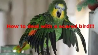 (HOW TO) DEAL WITH A SCARED BIRD!!!!