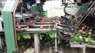 Комбайн для механизированного сбора редиса Koppert Machines