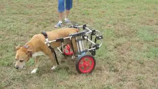 New Mobility for Boxer 