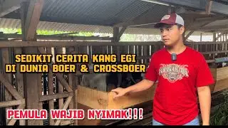 Review harga kambing crosboer di Dana boer farm