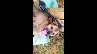 Кошка сосёт у пса!