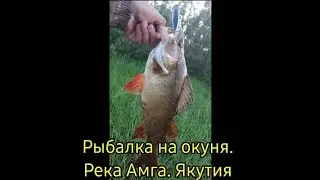 Жор крупного окуня! Трещит плетенка, ломаются крючки! Река Амга
