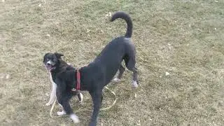 4 month old Frida the border collie playing with Lucy