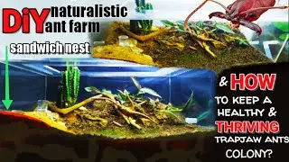 How to  Keep TRAPJAW ANTS as PETS | D colony