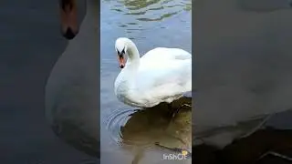 хэерле кичлэр дусларым
