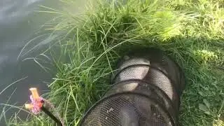 Предварительный улов у Алексея на большом водоёме