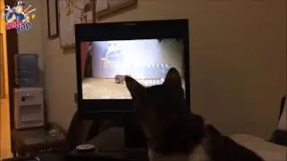KEDİMİ TROLLEDİM - KEDİYE FARELİ ŞAKA (JOKE)  :D İzleYap