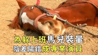 Drama horse fakes dizzy to skip work  ends up an actor [pup watches film]