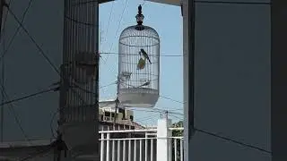 Kicau kenari gacor