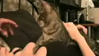 Ревнивый кот