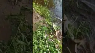 СТЕРЛЯДЬ. Редкий гость в Днепре.