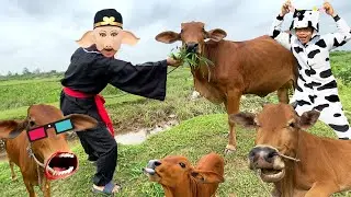 Con bò - Con bò con - Nhạc con bò - Con bò ăn cỏ - Bài hát con bò #conbo