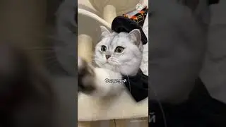 Гарри Коттер New Tik Tok. Приколы Тик Ток лыба
