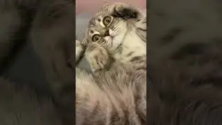 sweet scottish fold cat purrs and enjoys the day