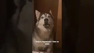 Разговорчики
