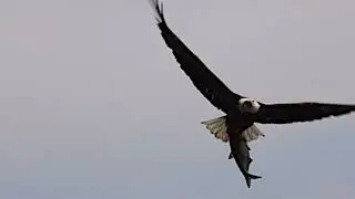Gone Fishin' Bald Eagles