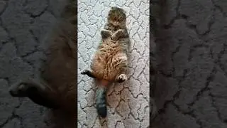 кот