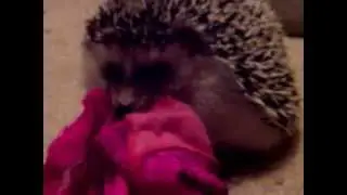 My Hedgehog loves my Panties!