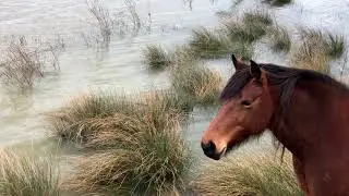 Flooded nature during hoogwater Biesbosch maart 2020