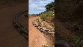 A Huge Chain can remove a tree