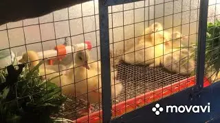 The goslings are 3 days old. Feeding and care😊