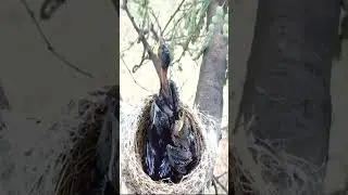 how does the mother take care of her babies #viralvideo #birds #babyparrotកូនសេក #wildlife