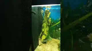 Aquarium