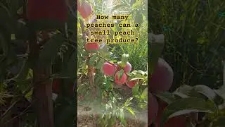 Small tree, big harvest #fruittrees #peach