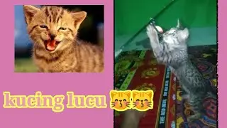 video kucing lucu