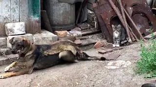 Кіт грається з хвостом собаки