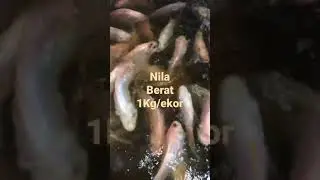 Ikan Nila berat 1Kg