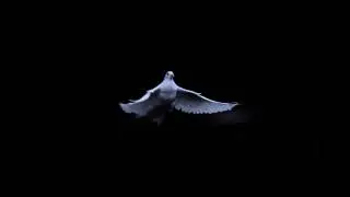 Holy Spirit Dove V2 - Motion Background Loop