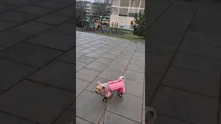 Йорк на прогулке..