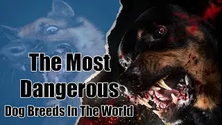 The Most Dangerous Dog Breeds In The World