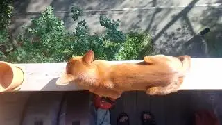 Абиссинец на солнце