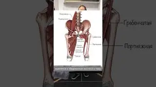 КАК сохранить СУСТАВЫ?