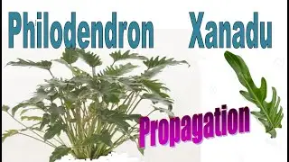 Philodendron plant propagation - Xanadu