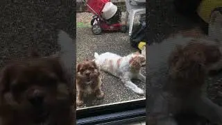 2 doggy come visit