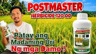Bagong Pamatay Damo na Postmaster 120 OD - Kayang Patayin ang Siyam na ibat ibang Damo sa Palayan