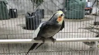 Tanda Burung Falk Mau Kawin...