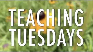 TEACHING TUESDAY  (Rudbeckia 'Goldsturm') - by GREENVIEW PARTNERS