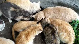 Спасение уличных котиков. Кормлю бездомных котиков