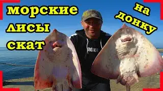РЫБАЛКА НА ХИЩНИКА. НА ДОНКУ. ПОЙМАЛ МОРСКИХ ЛИСИЦ И СКАТА.
